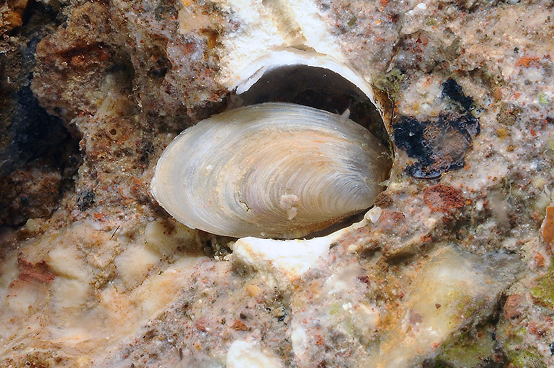 Bivalve da determinare